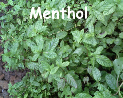 Menthol Flavor at Lakeshore Vapors