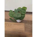 13099 Artificial Potted Plant in White Pot - Looks Real - Home Decoration