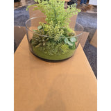 13075 Potted faux plants For Indoors Succulents Clear Display Black Bottom New