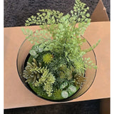 13075 Potted faux plants For Indoors Succulents Clear Display Black Bottom New