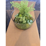 13075 Potted faux plants For Indoors Succulents Clear Display Black Bottom New