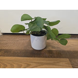 13099 Artificial Potted Plant in White Pot - Looks Real - Home Decoration