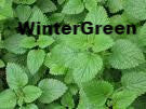 Wintergreen Flavor at Lakeshore Vapors